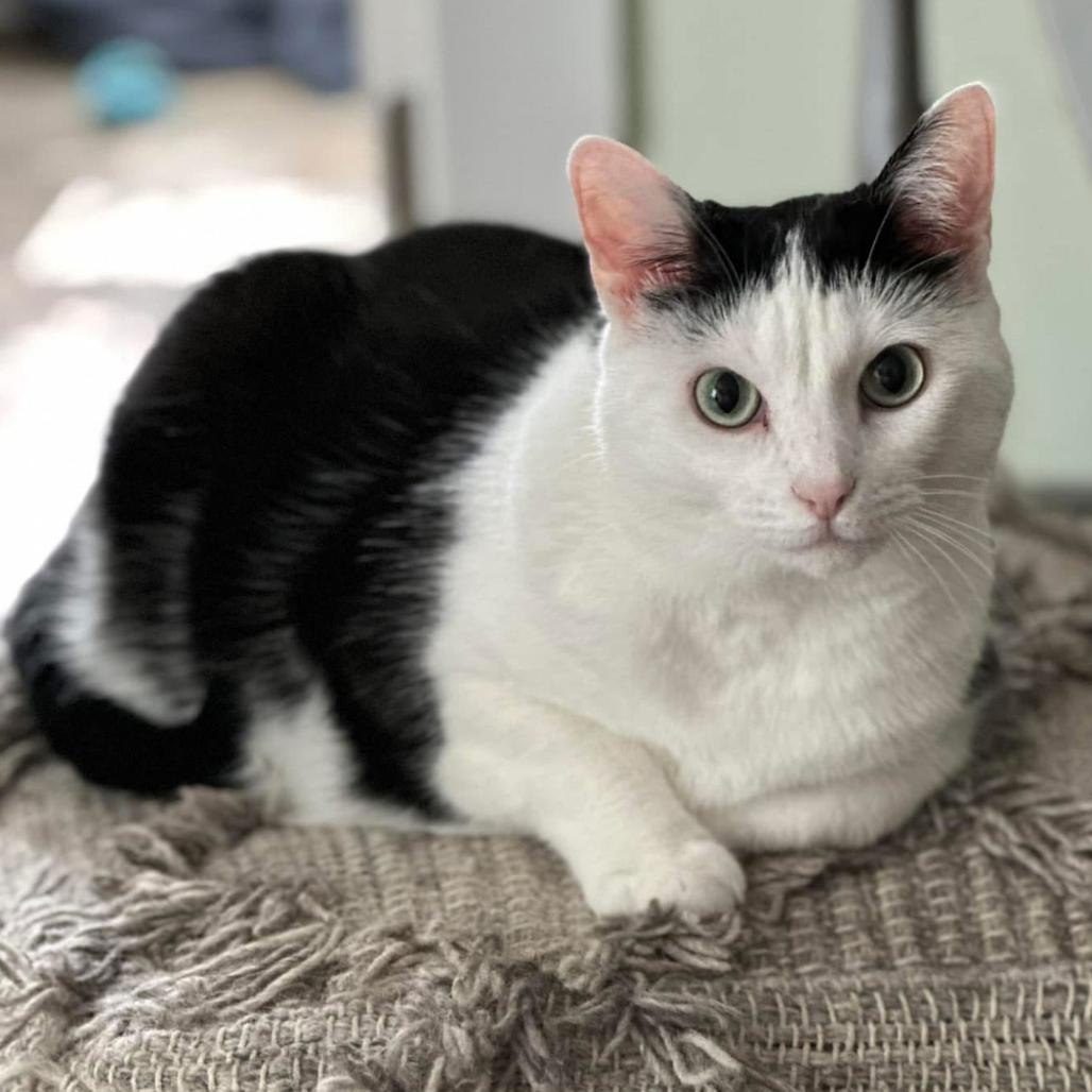 Miley, Adoptable, Senior Female Domestic Short Hair.