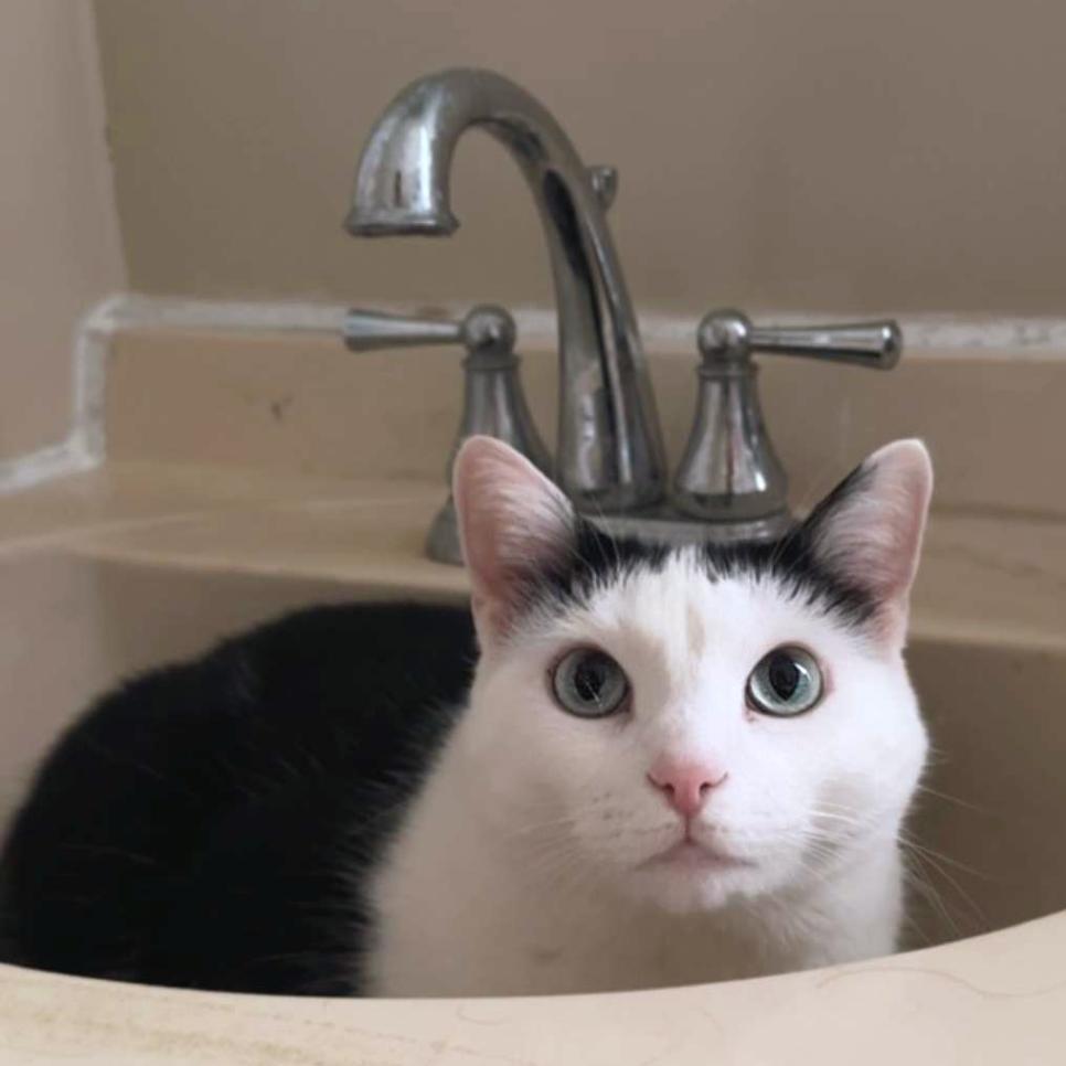 Enlarge Miley, a Adoptable Domestic Short Hair in Brookfield, WI image 2/2