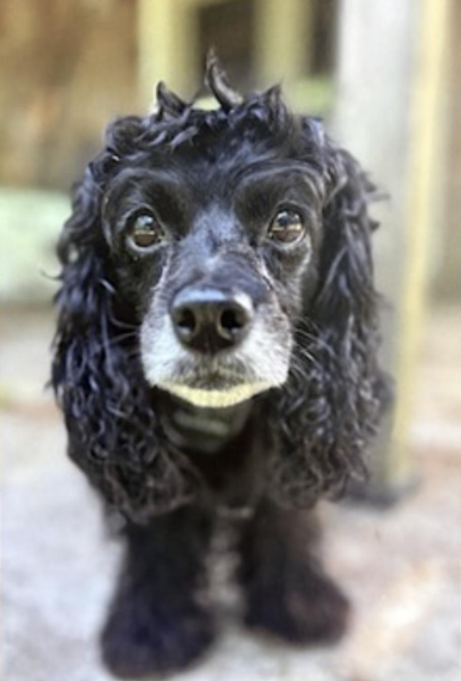 Harley — thumbnail 3