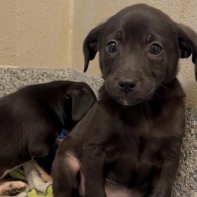 Paco (ID 51706), adopted, Puppy Male Chihuahua & Terrier.