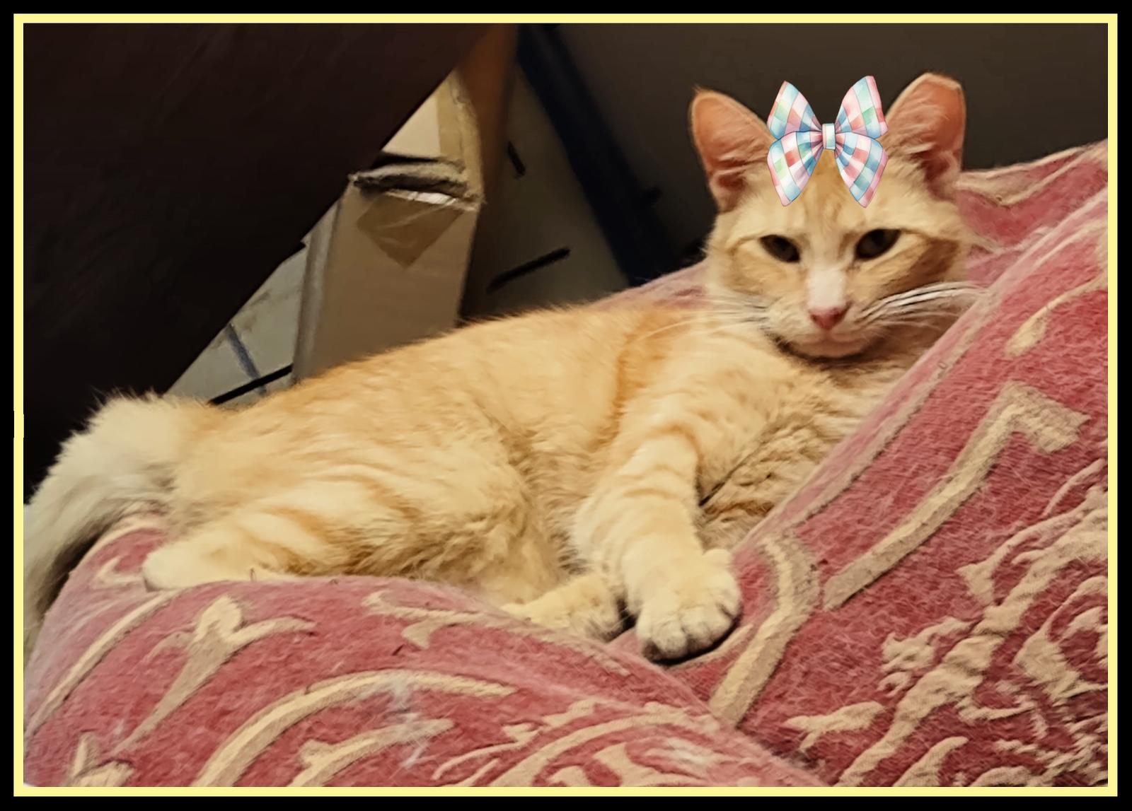 Mattie & Aries, a Adoptable Domestic Medium Hair in Mount Laurel, NJ image 1/2