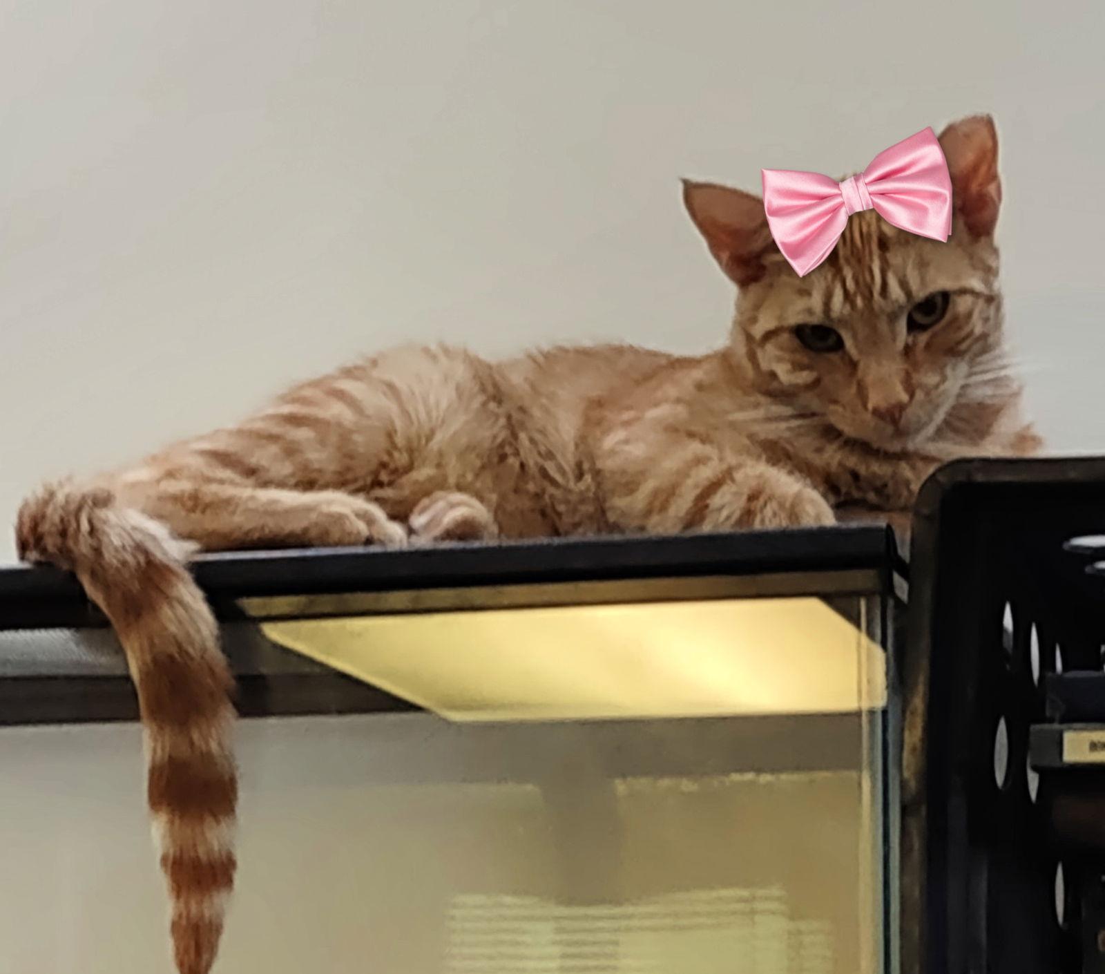 Mattie & Aries, a Adoptable Domestic Medium Hair in Mount Laurel, NJ image 2/2