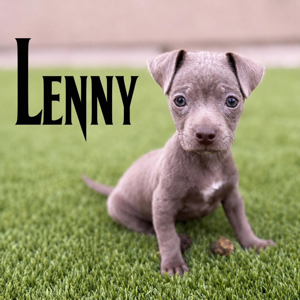 Lenny, an adoptable mixed breed in Phoenix, AZ image 5/5