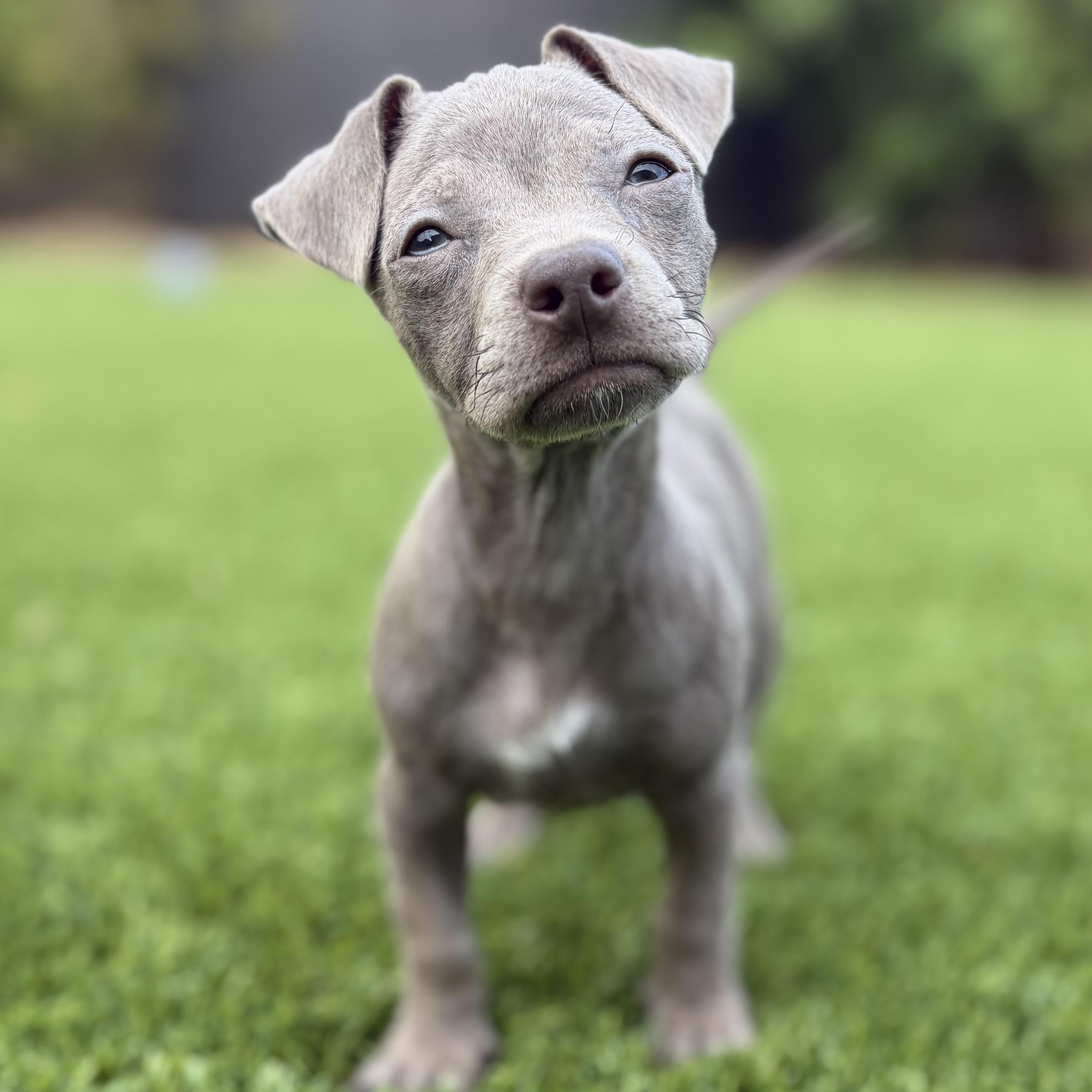 Lenny, an adoptable mixed breed in Phoenix, AZ image 3/5