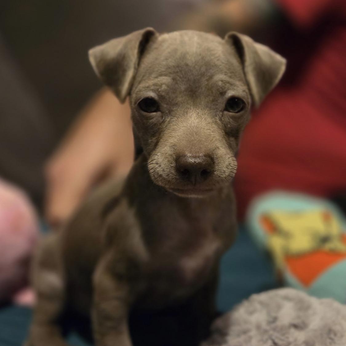 Lenny, adoptable, Puppy Male Miniature Pinscher & Beagle.