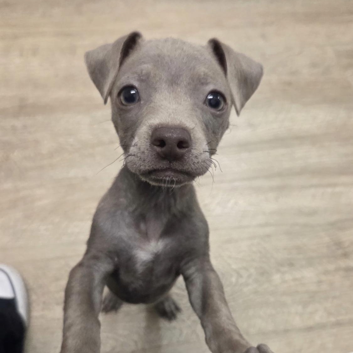 Lenny, an adoptable mixed breed in Phoenix, AZ image 2/5