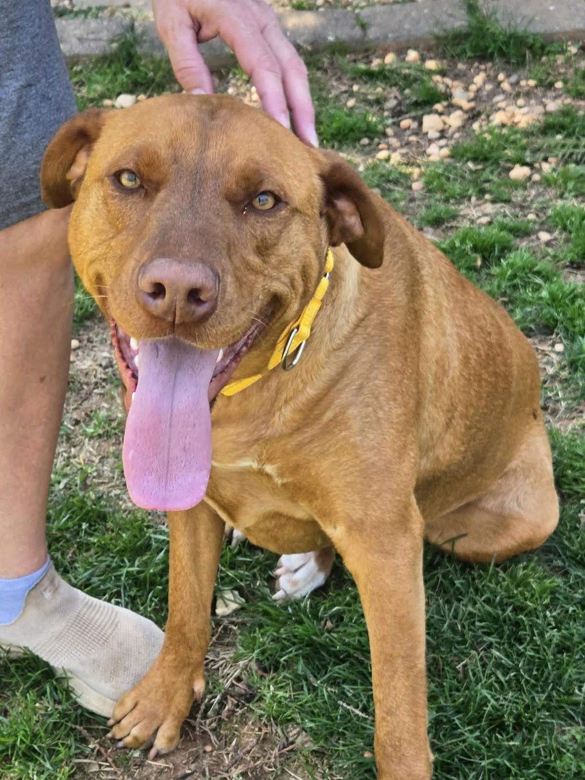 Daisy, Adoptable, Young Female Vizsla.