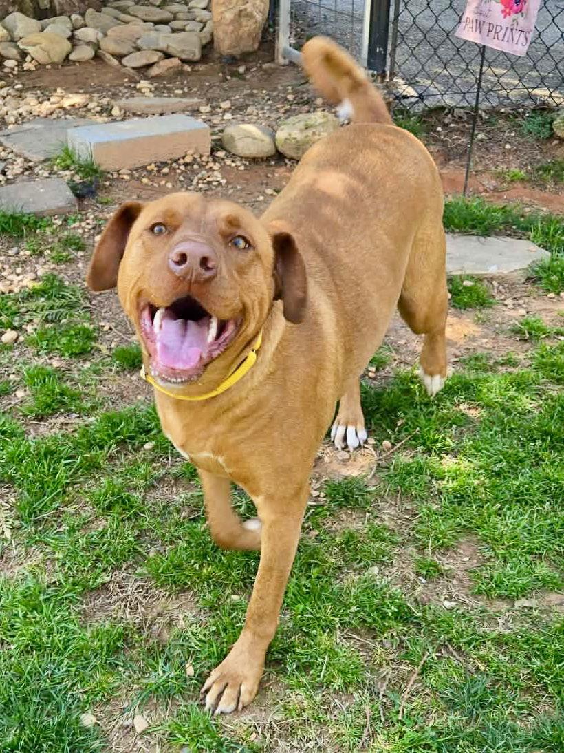 Enlarge Daisy, a Adoptable Vizsla in Lakemont, GA image 2/3