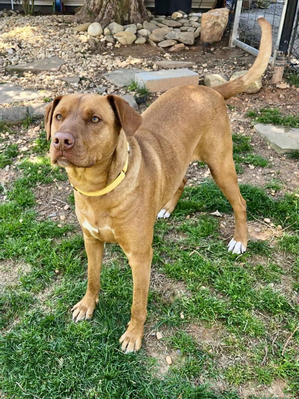 Enlarge Daisy, a Adoptable Vizsla in Lakemont, GA image 3/3
