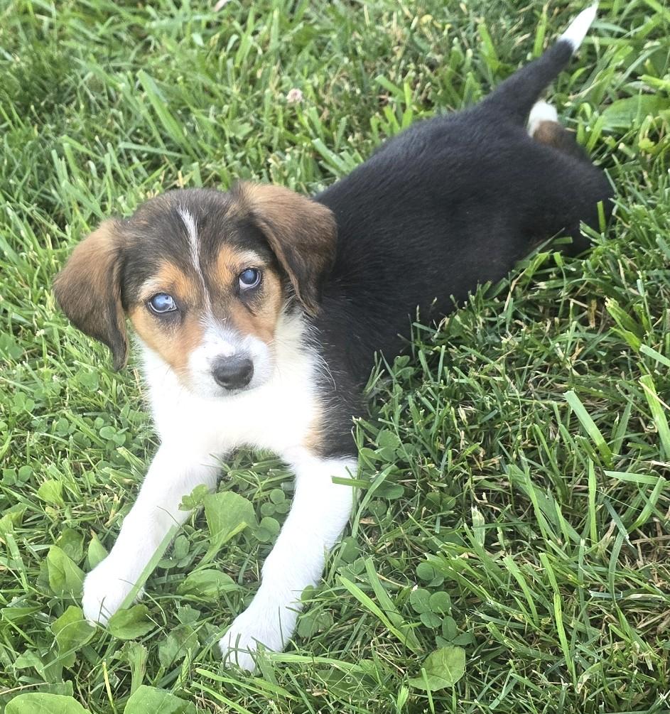 Enlarge 2026Little Bit, an adopted mixed breed in Frederick, MD image 4/6