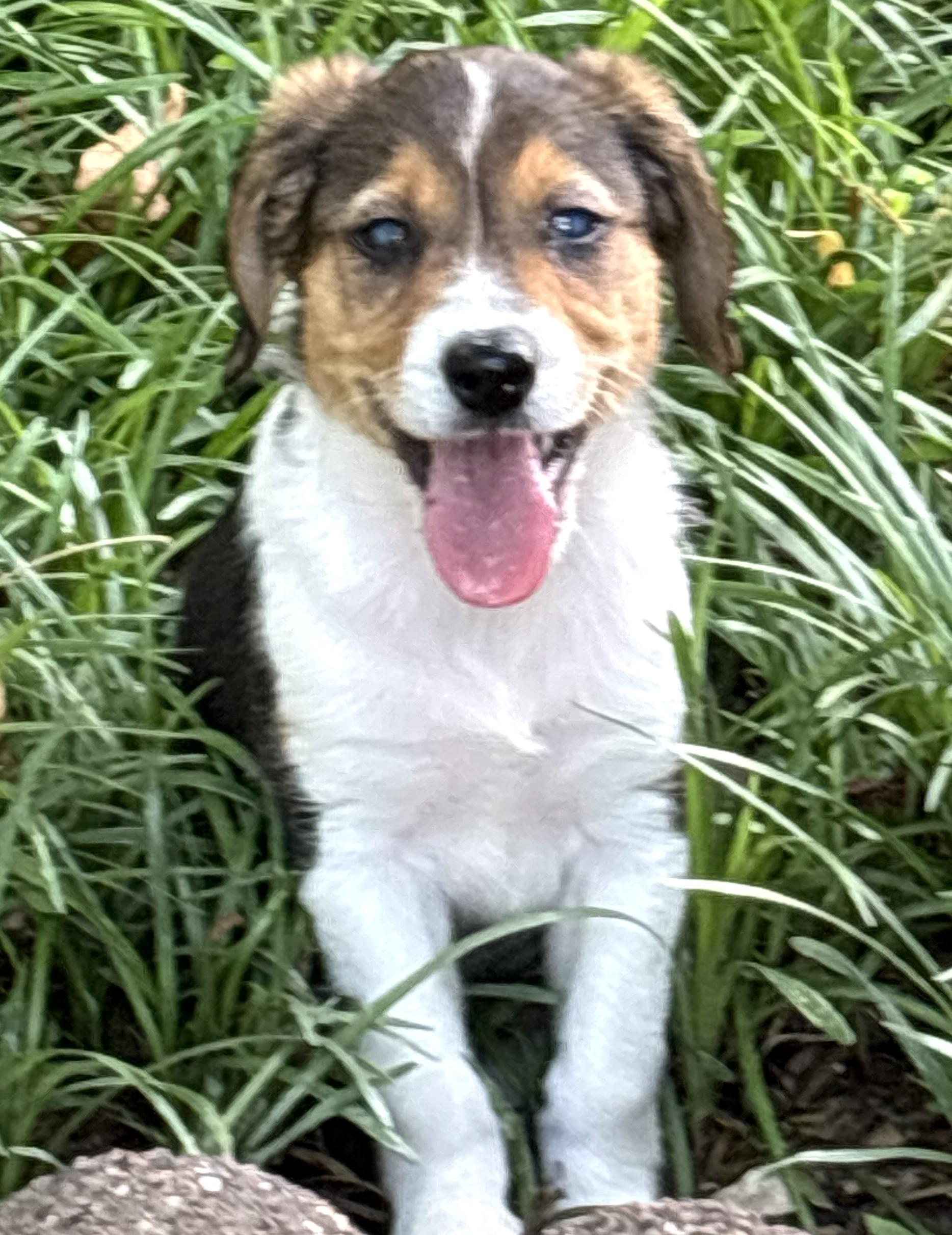 Enlarge 2026Little Bit, an adopted mixed breed in Frederick, MD image 2/6