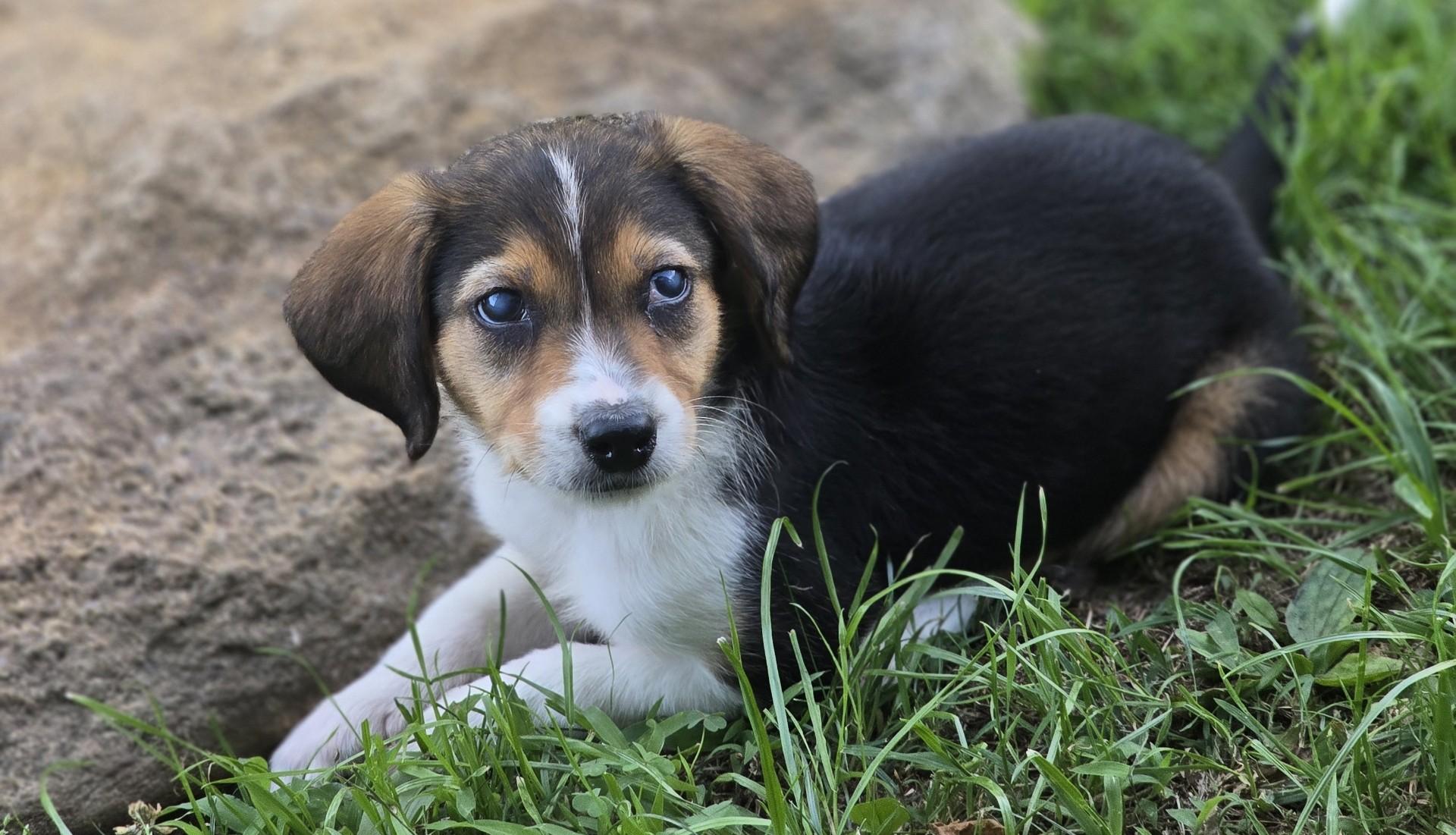 Enlarge 2026Little Bit, an adopted mixed breed in Frederick, MD image 6/6