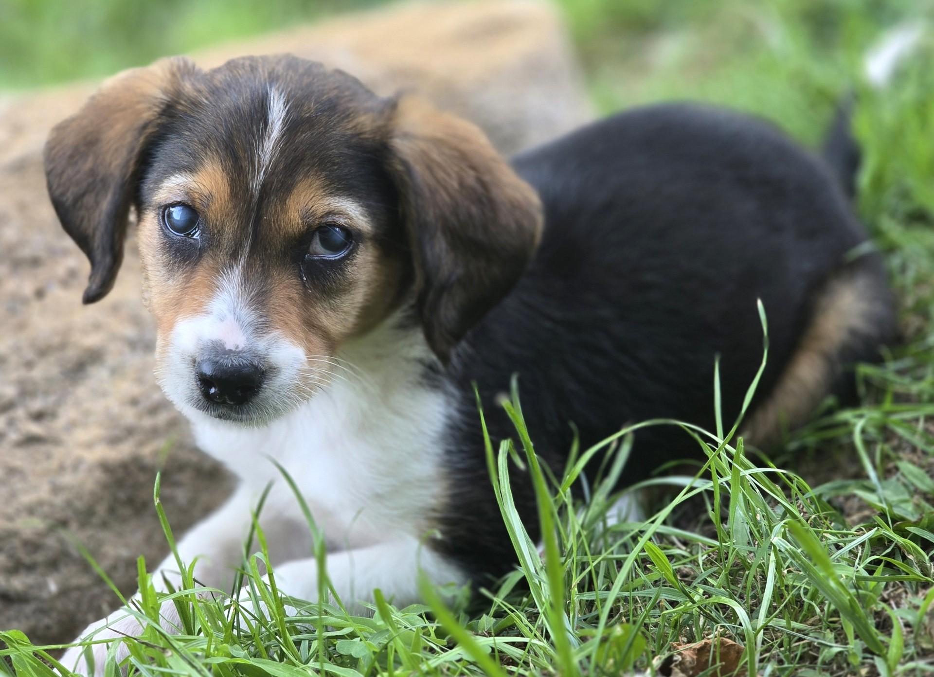 Enlarge 2026Little Bit, an adopted mixed breed in Frederick, MD image 5/6