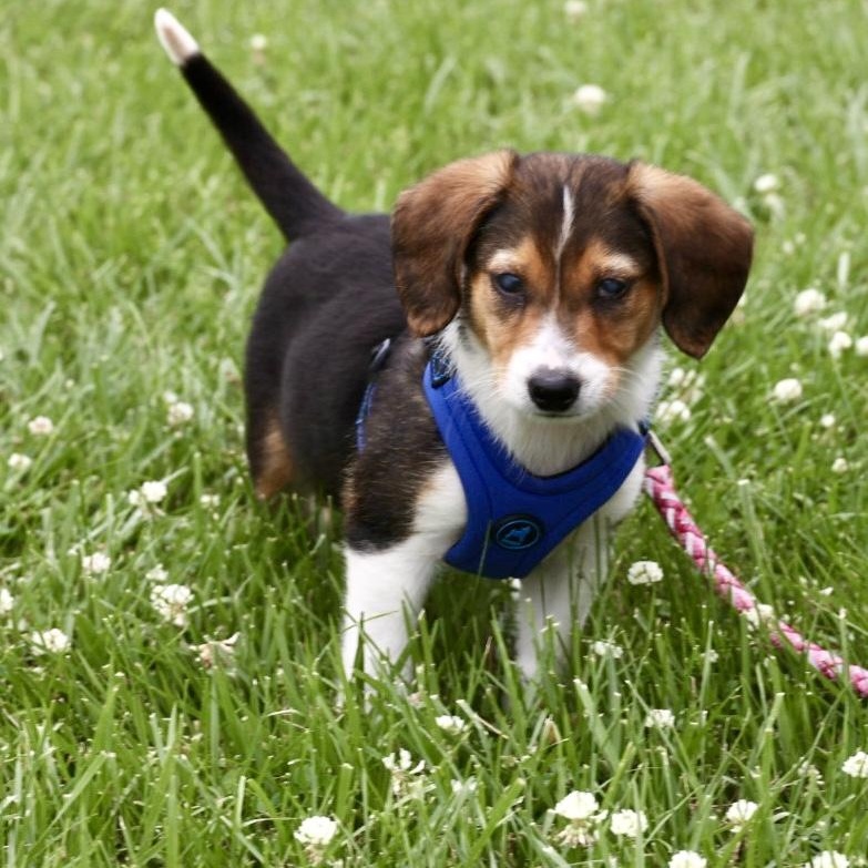 Enlarge 2026Little Bit, an adopted mixed breed in Frederick, MD image 1/6