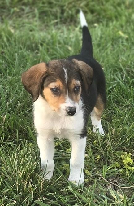 Enlarge 2026Little Bit, an adopted mixed breed in Frederick, MD image 3/6