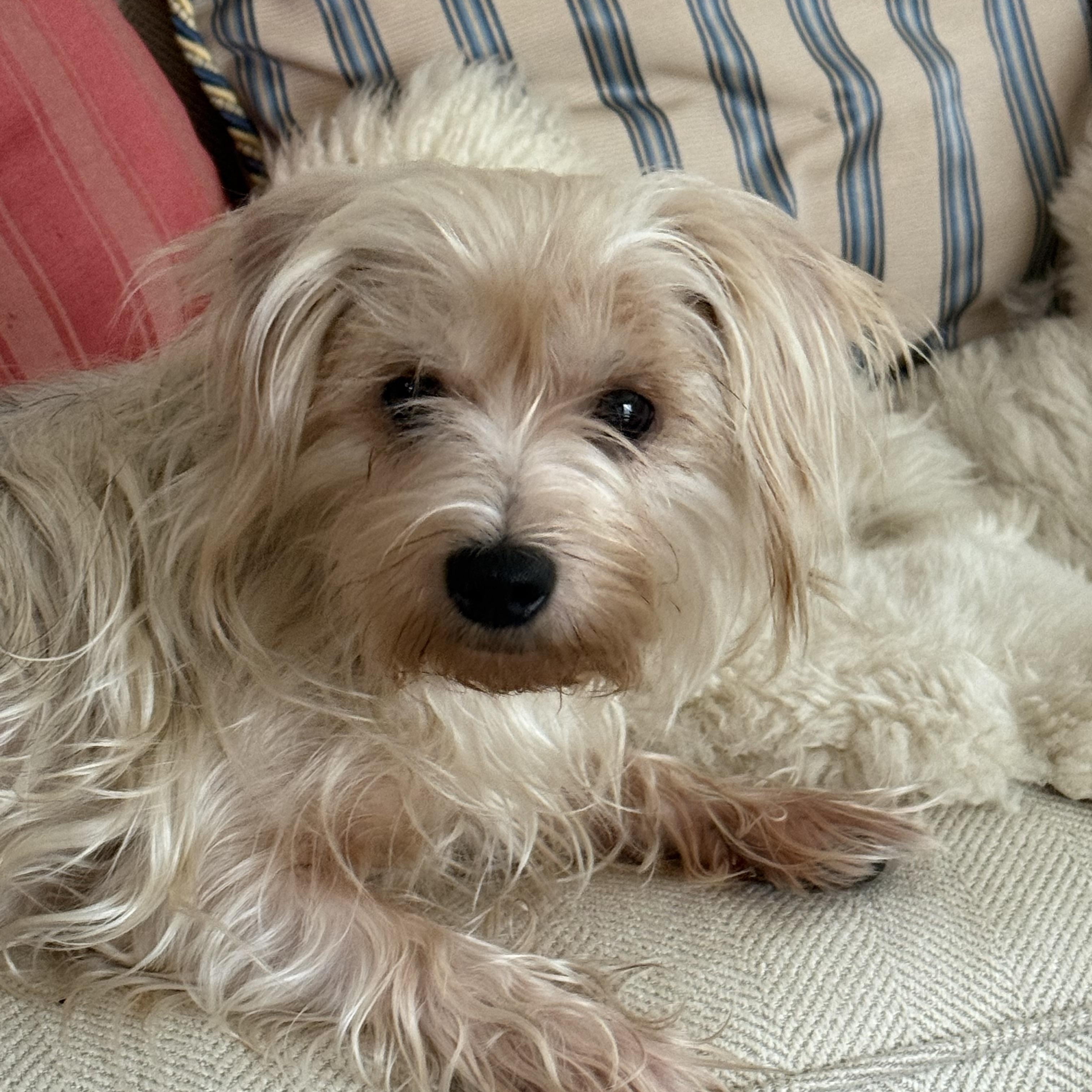 Gigi, a ADOPTABLE mixed breed in Bradenton, FL image 1/4