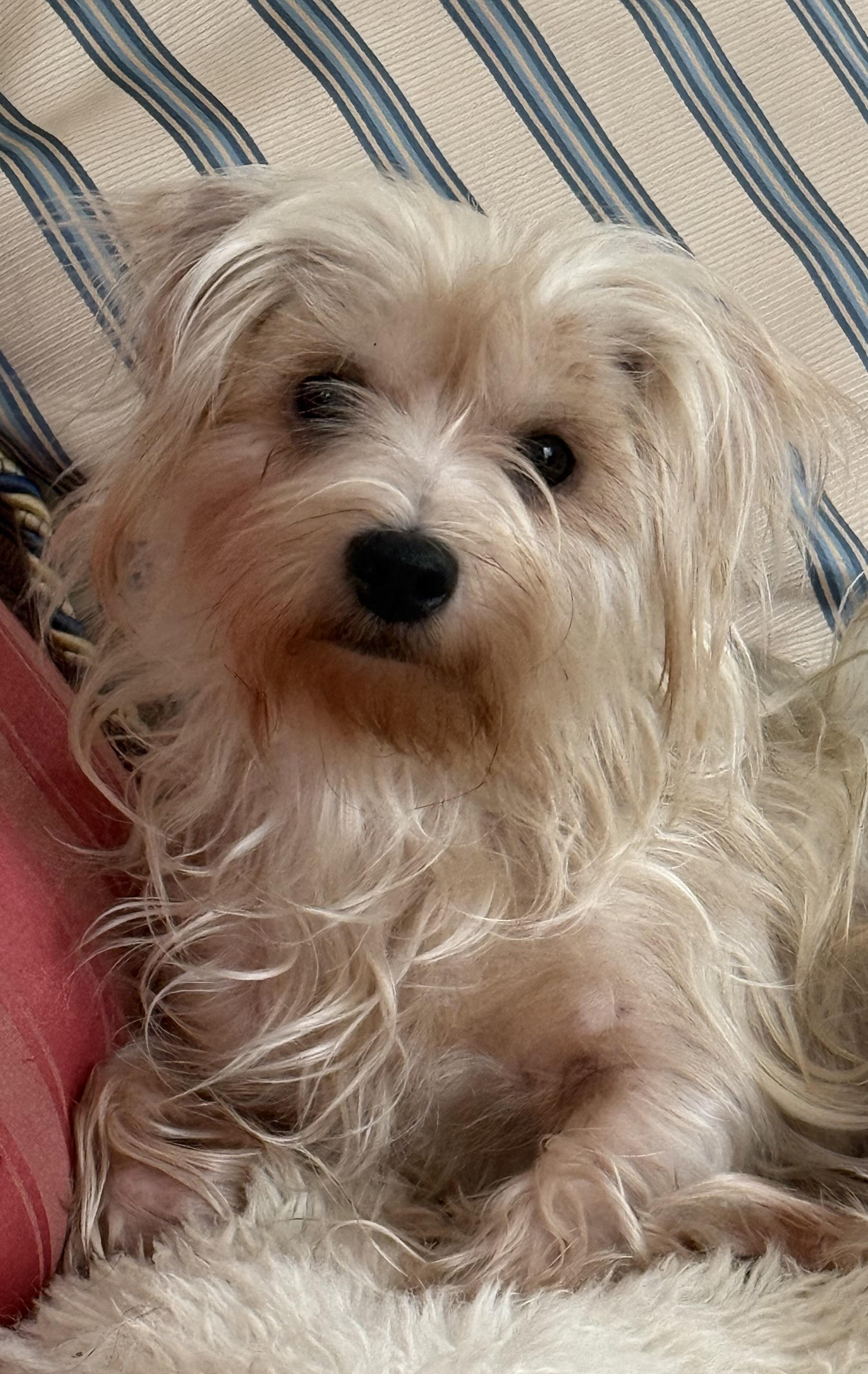 Gigi, a ADOPTABLE mixed breed in Bradenton, FL image 2/4