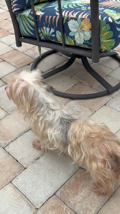 Enlarge Gigi, a ADOPTABLE mixed breed in Bradenton, FL video 4/4