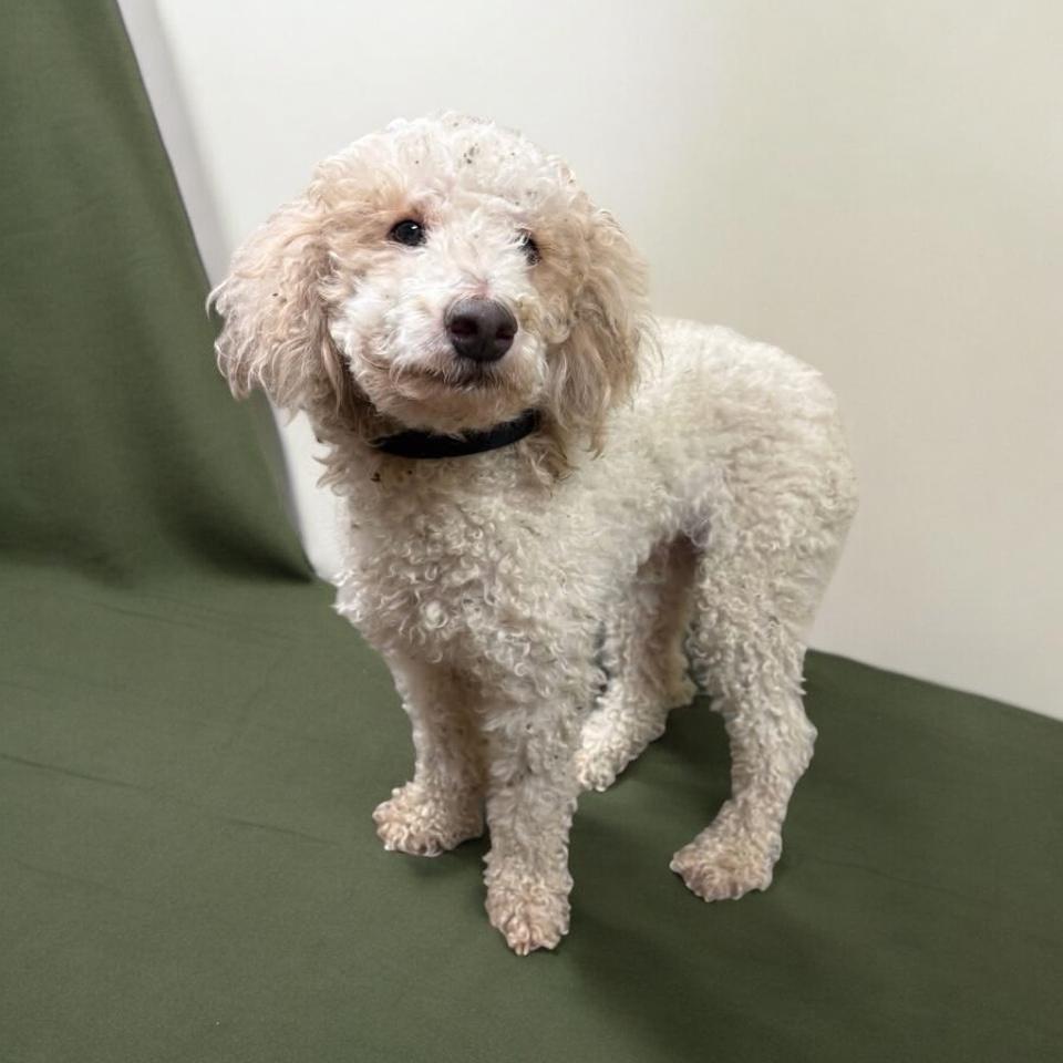 Billy, adopted, Young Male Miniature Poodle.