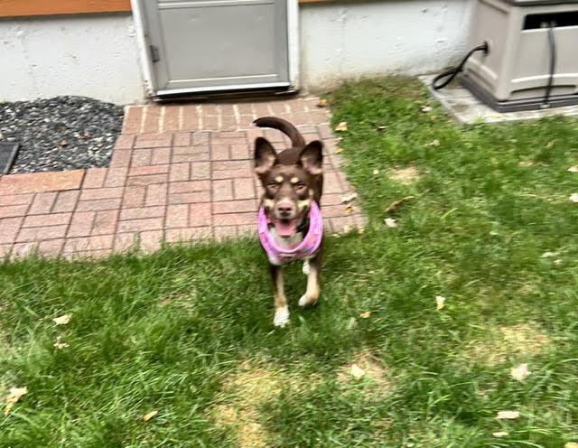 Enlarge Gretel, a Adoptable mixed breed in Brunswick, ME image 1/6