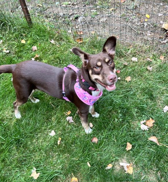 Enlarge Gretel, a Adoptable mixed breed in Brunswick, ME image 3/6