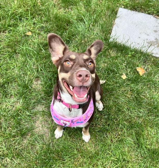 Enlarge Gretel, a Adoptable mixed breed in Brunswick, ME image 5/6