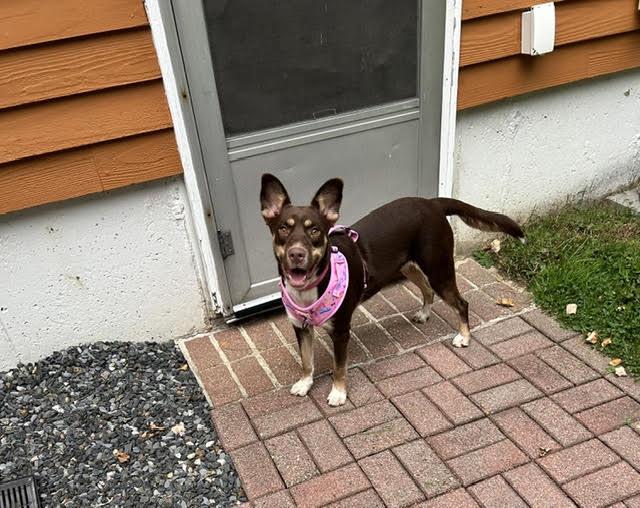 Enlarge Gretel, a Adoptable mixed breed in Brunswick, ME image 6/6