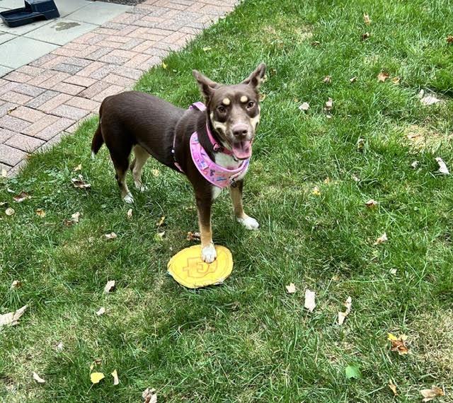Enlarge Gretel, a Adoptable mixed breed in Brunswick, ME image 2/6