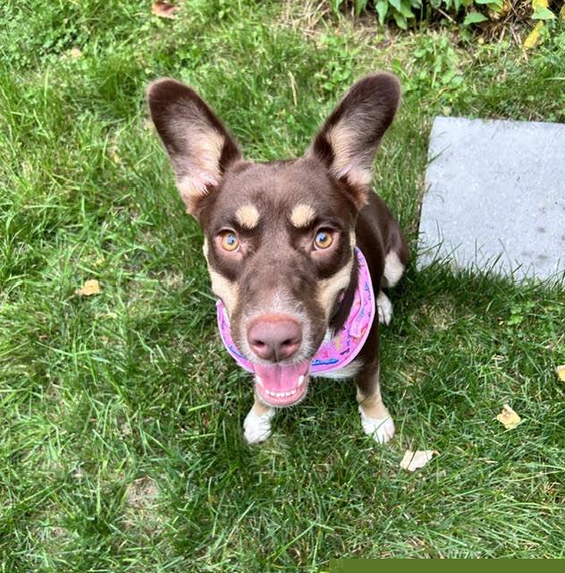 Enlarge Gretel, a Adoptable mixed breed in Brunswick, ME image 4/6