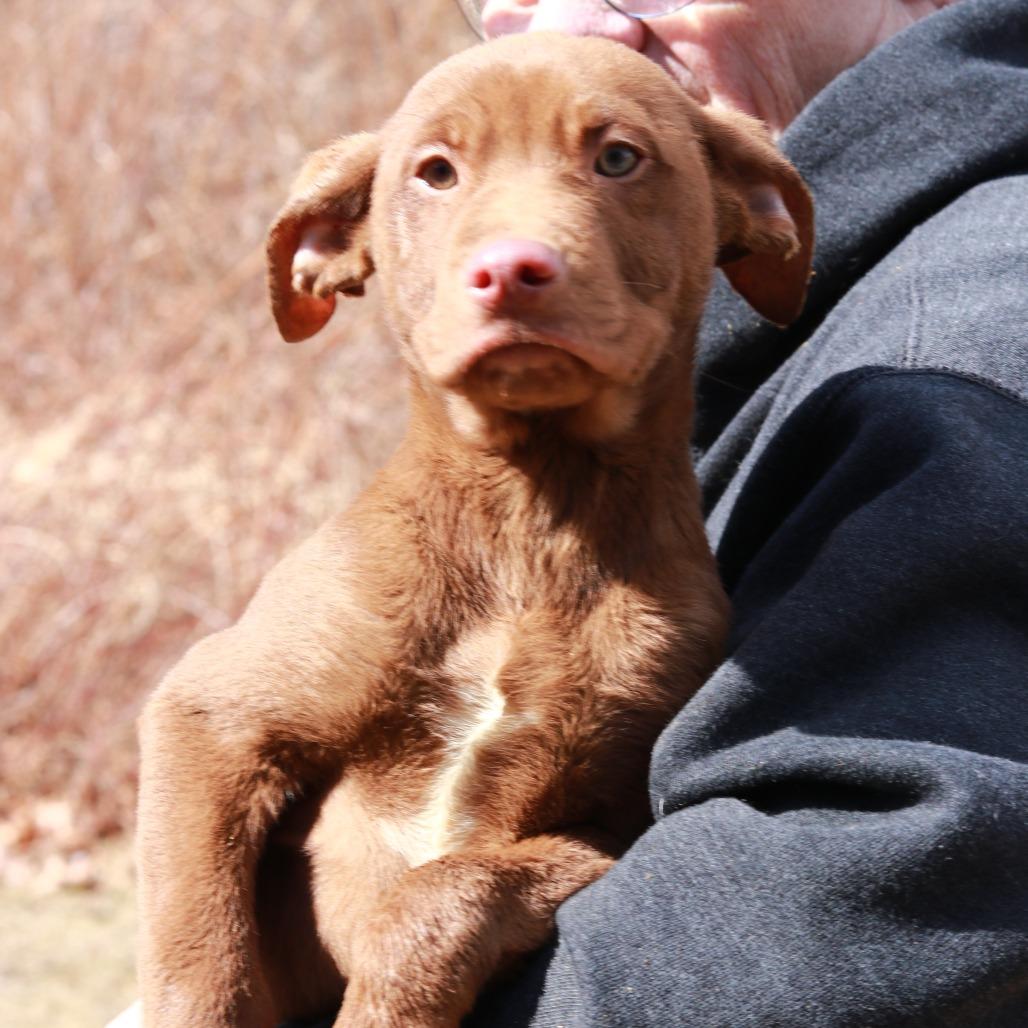 CT Max, Adoptable, Puppy Male Labrador Retriever.