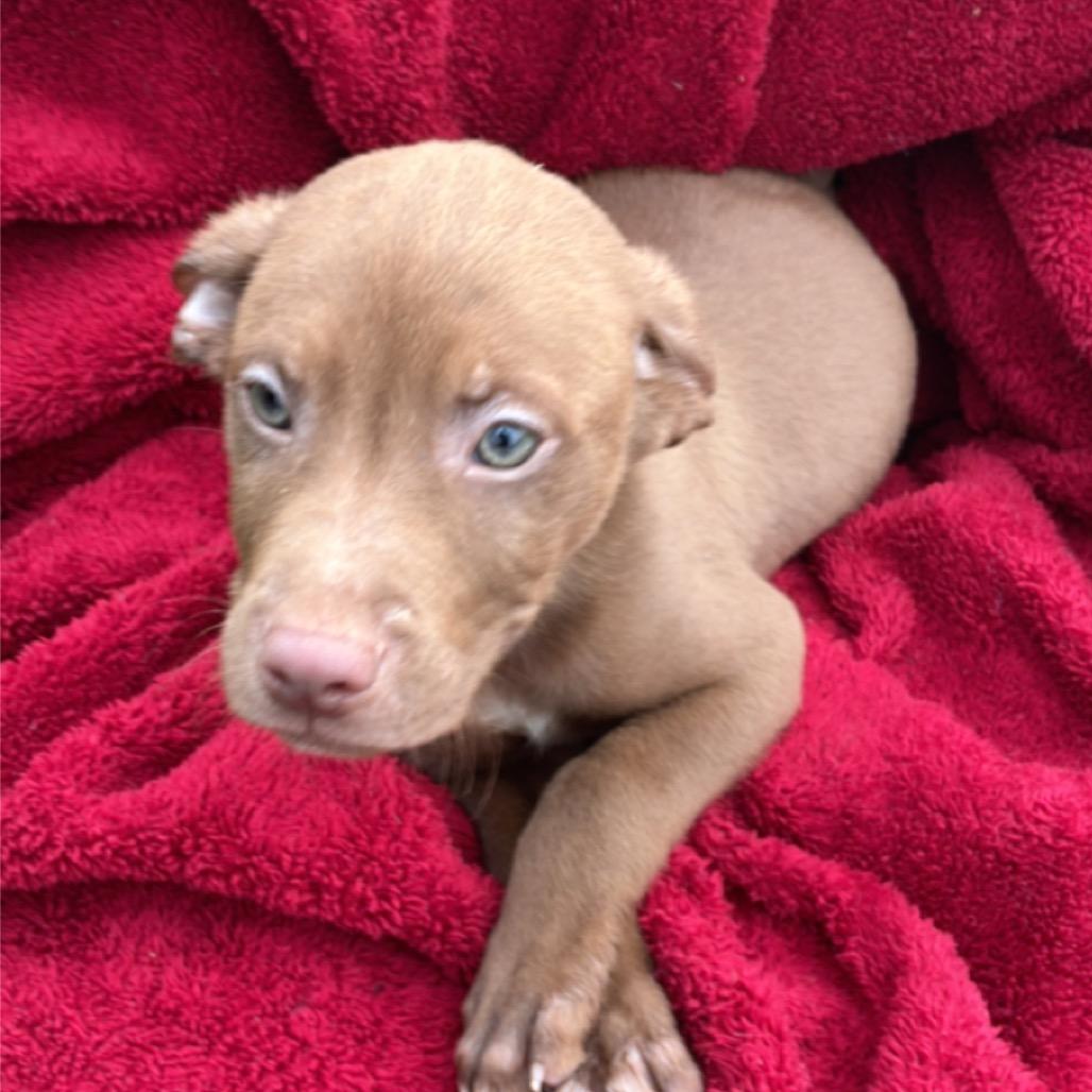 Enlarge CT Max, a Adoptable mixed breed in Eastford, CT image 3/4