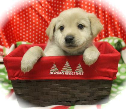 Roses, Adopted, Young Female Finnish Spitz.