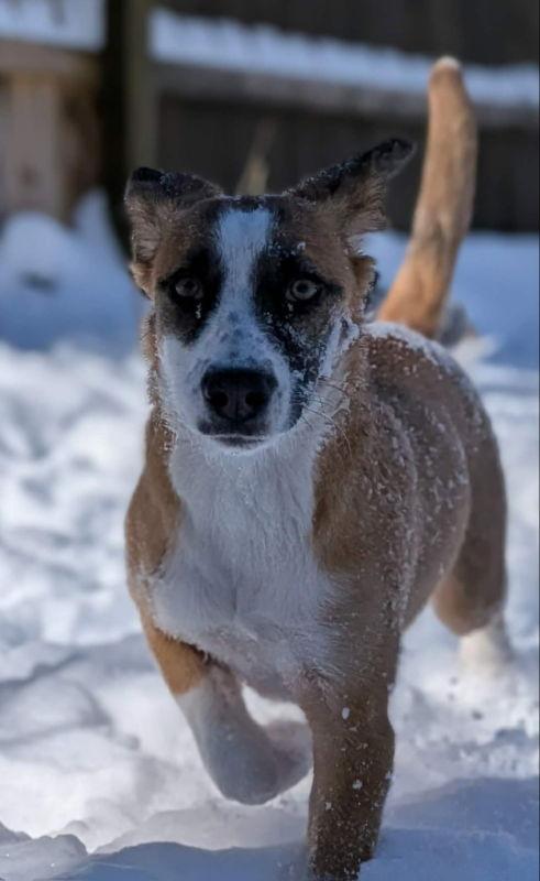 Enlarge Jingle *Adopt or Foster*, a Adoptable Hound in Fairfax, VA image 1/2