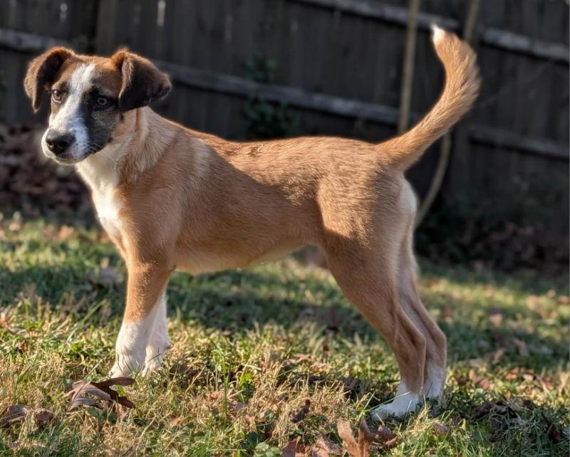 Jingle *Adopt or Foster*, Adoptable, Young Female Hound.