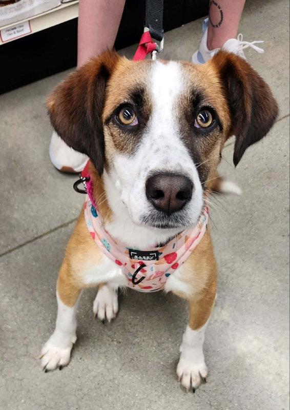 Enlarge Jingle *Adopt or Foster*, a Adoptable Hound in Fairfax, VA image 2/3