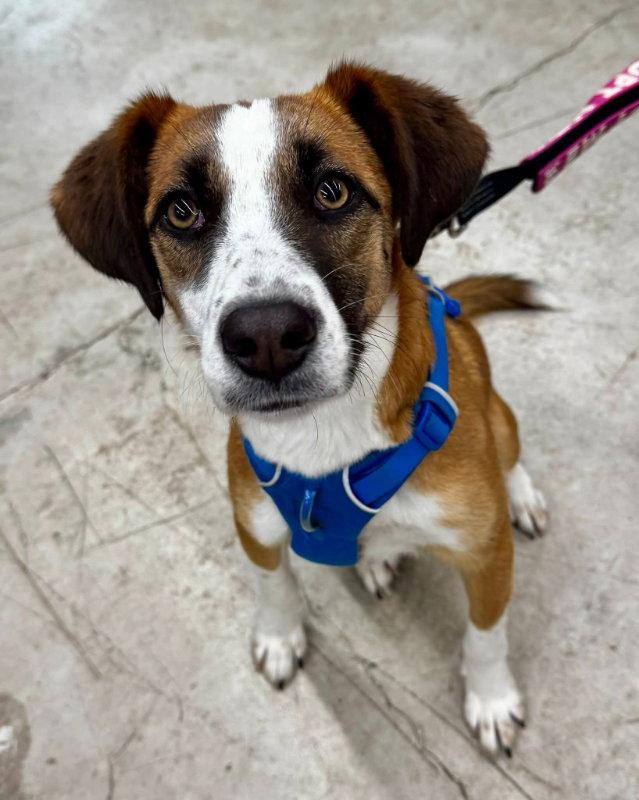 Jingle *Adopt or Foster*, a Adoptable Hound in Fairfax, VA image 3/3