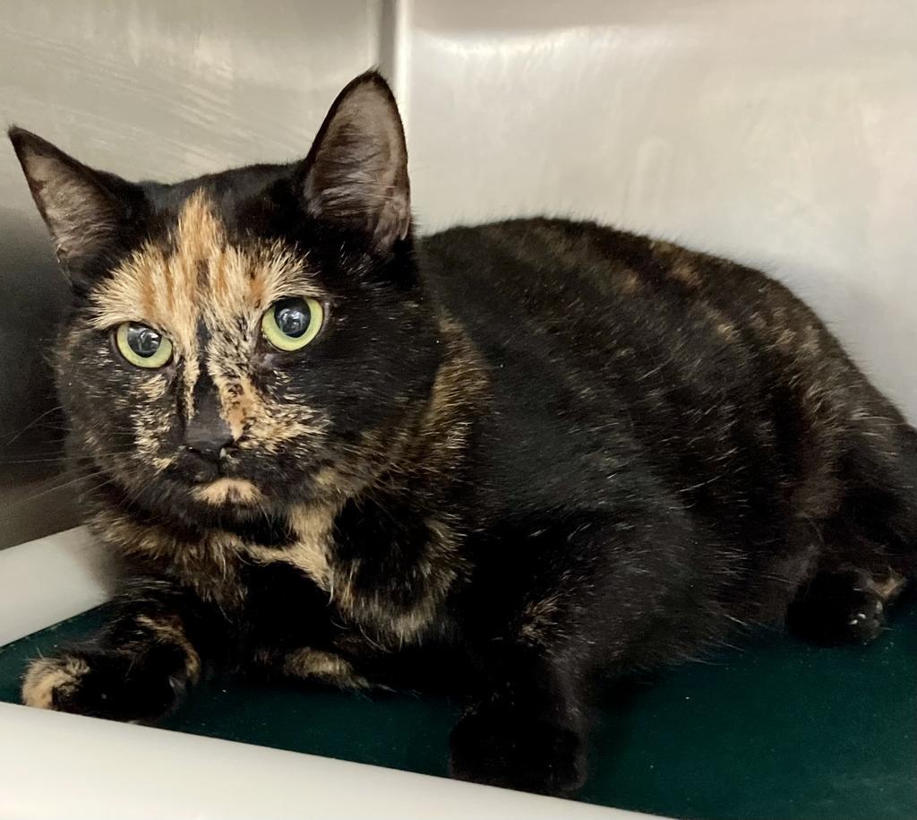 Momo, Adoptable, Adult Female Domestic Short Hair.