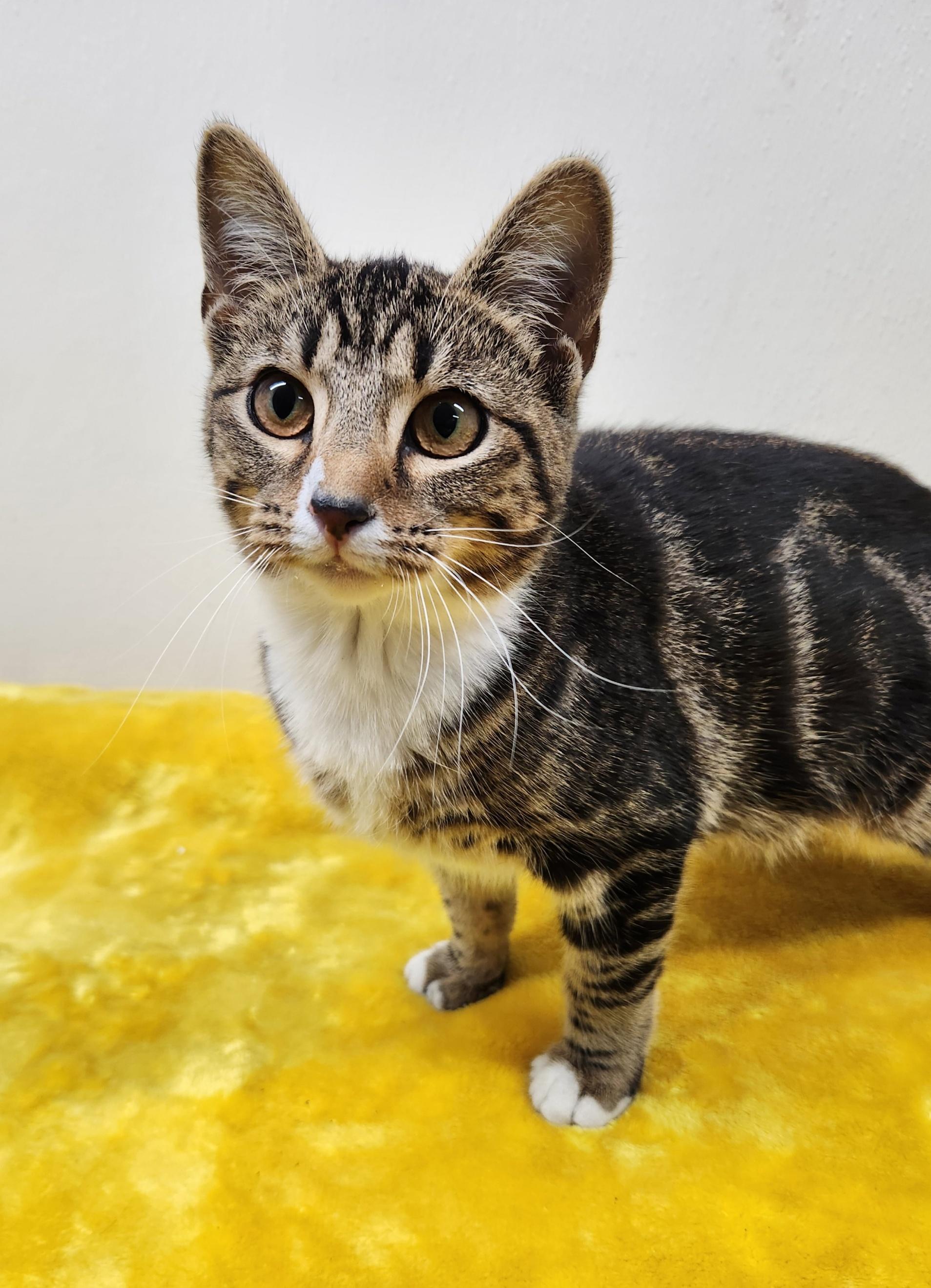 Enlarge Jasmine , an adopted Domestic Short Hair in Hardinsburg, KY image 1/3