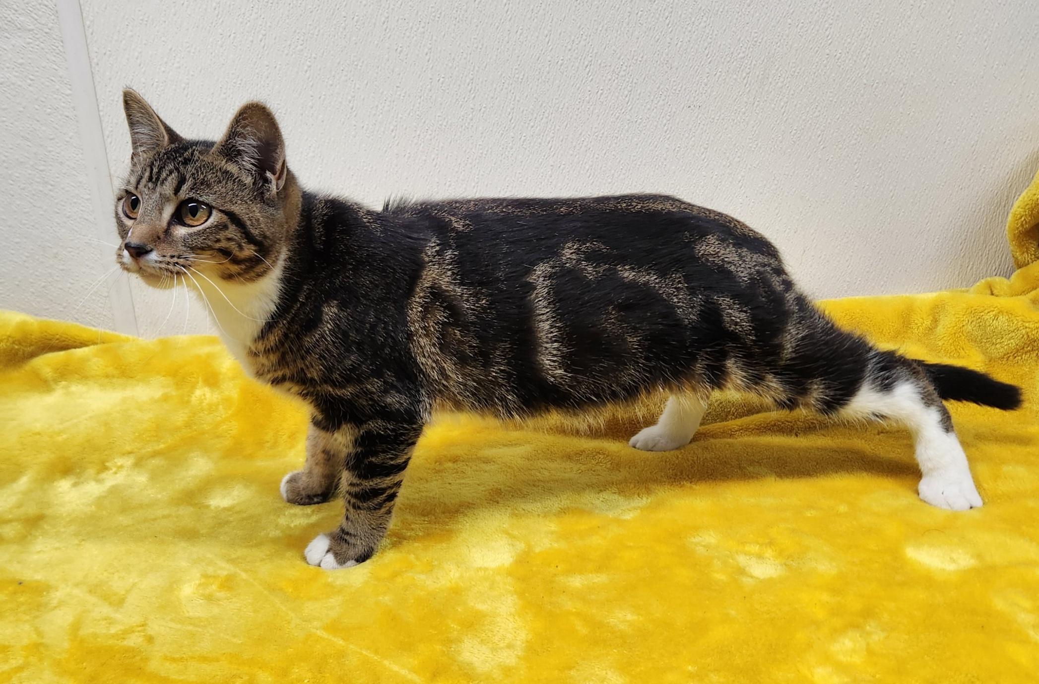 Enlarge Jasmine , an adopted Domestic Short Hair in Hardinsburg, KY image 2/3