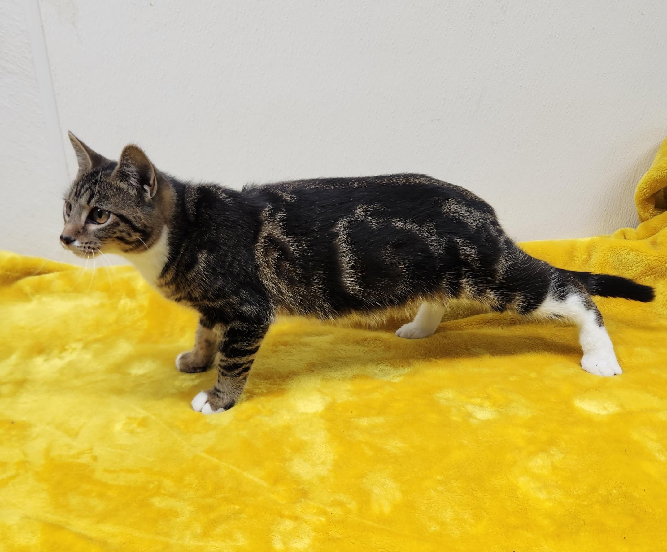 Enlarge Jasmine , an adopted Domestic Short Hair in Hardinsburg, KY image 3/3