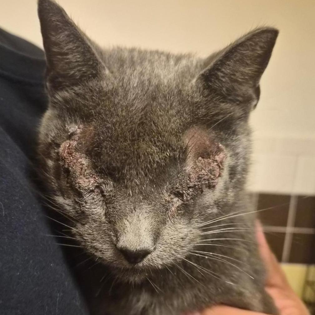 Sneaky Pete, Adoptable, Adult Male Domestic Short Hair.