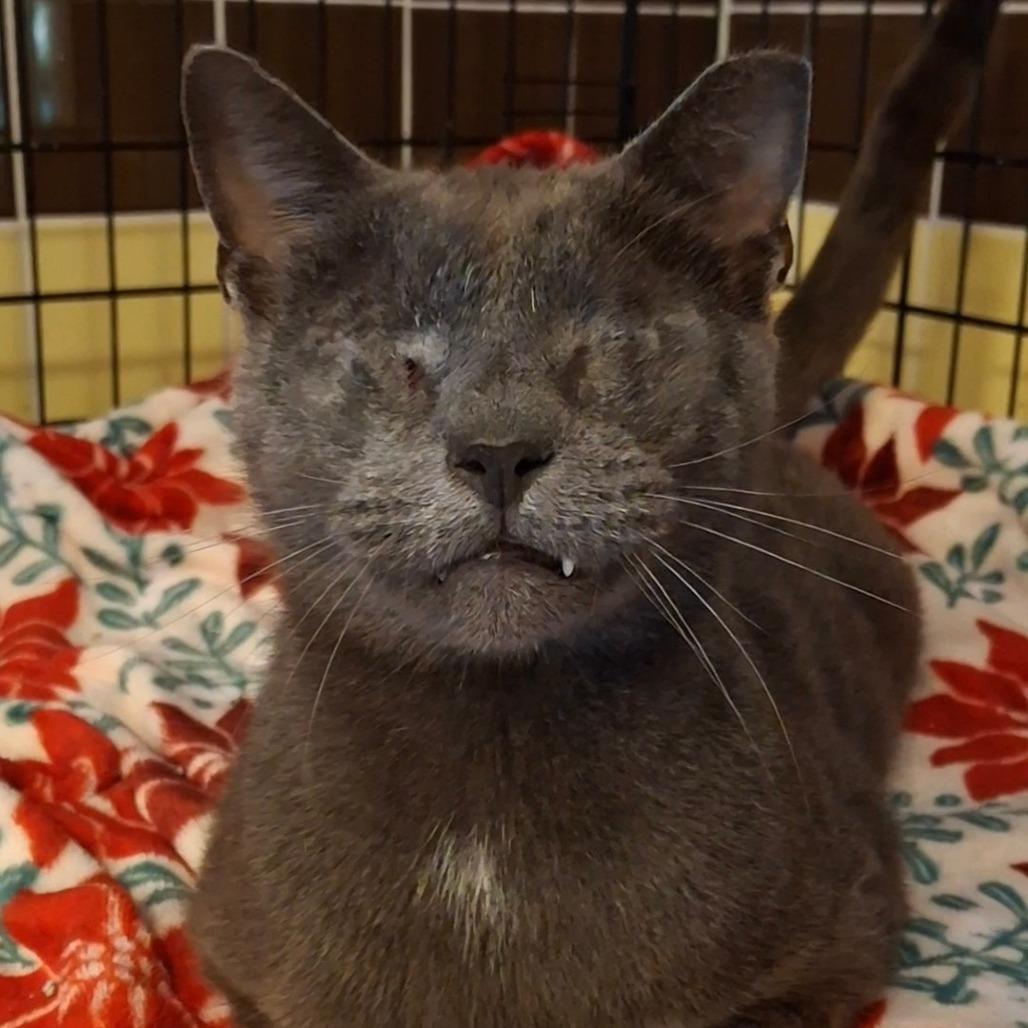 Enlarge Sneaky Pete, a Adoptable Domestic Short Hair in Titusville, FL image 2/3