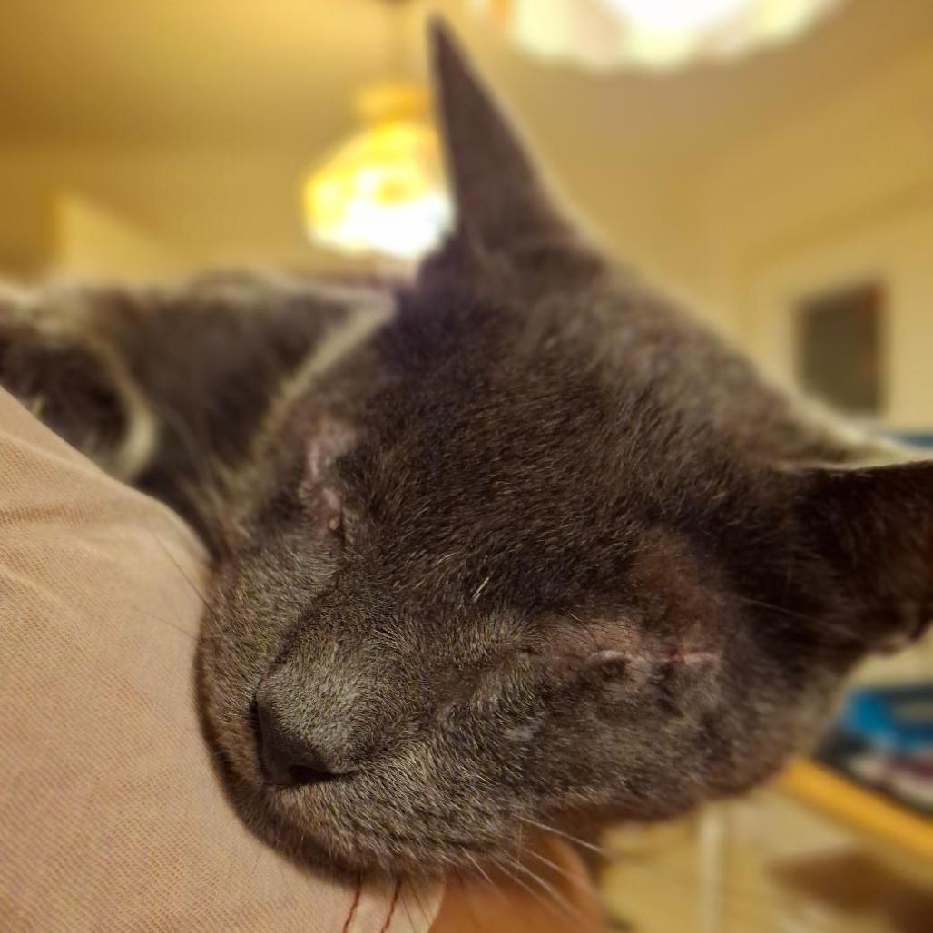 Enlarge Sneaky Pete, a Adoptable Domestic Short Hair in Titusville, FL image 3/3