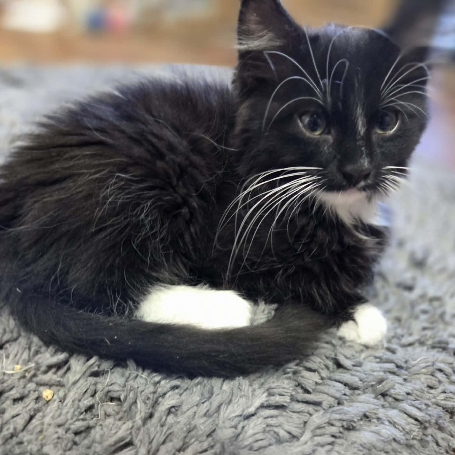 FALCON, a ADOPTABLE Domestic Medium Hair in Loveland, CO image 2/5