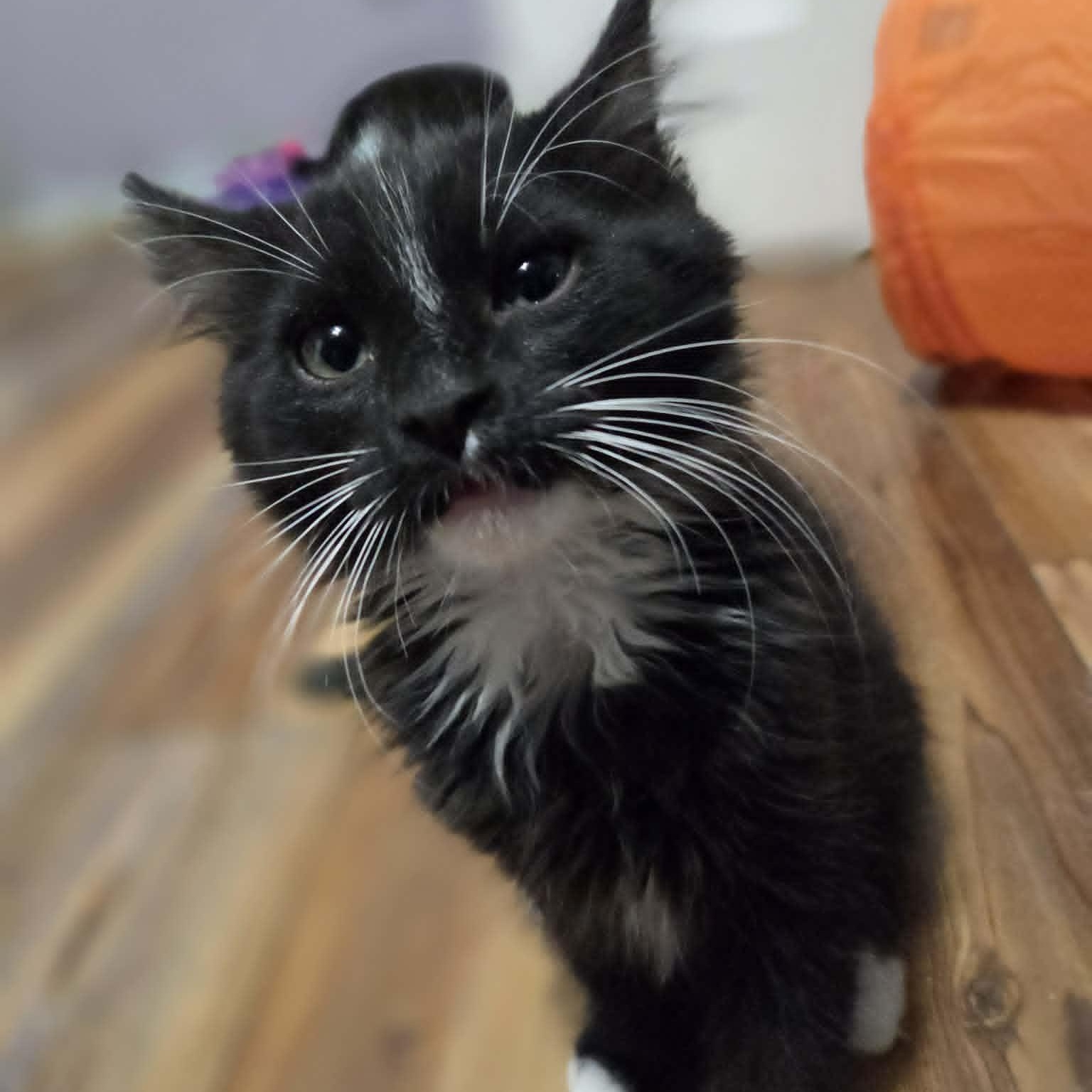 FALCON, a ADOPTABLE Domestic Medium Hair in Loveland, CO image 3/5