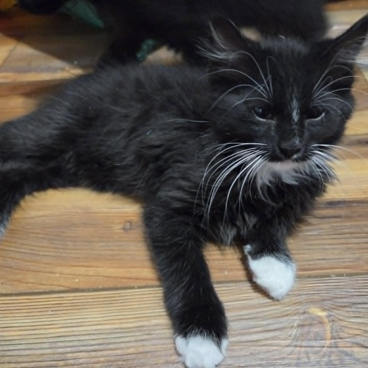FALCON, a ADOPTABLE Domestic Medium Hair in Loveland, CO image 4/5