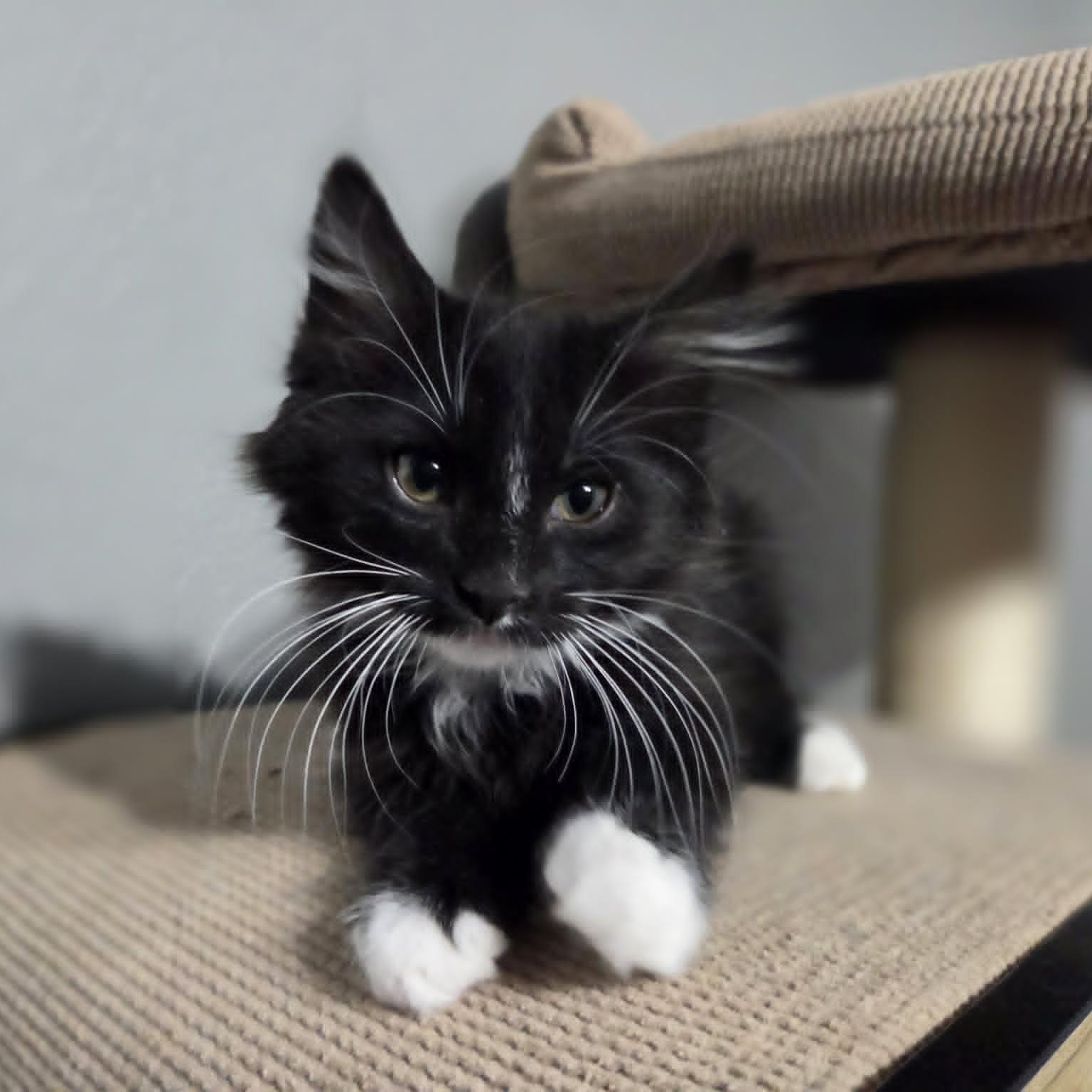 FALCON, a ADOPTABLE Domestic Medium Hair in Loveland, CO image 5/5