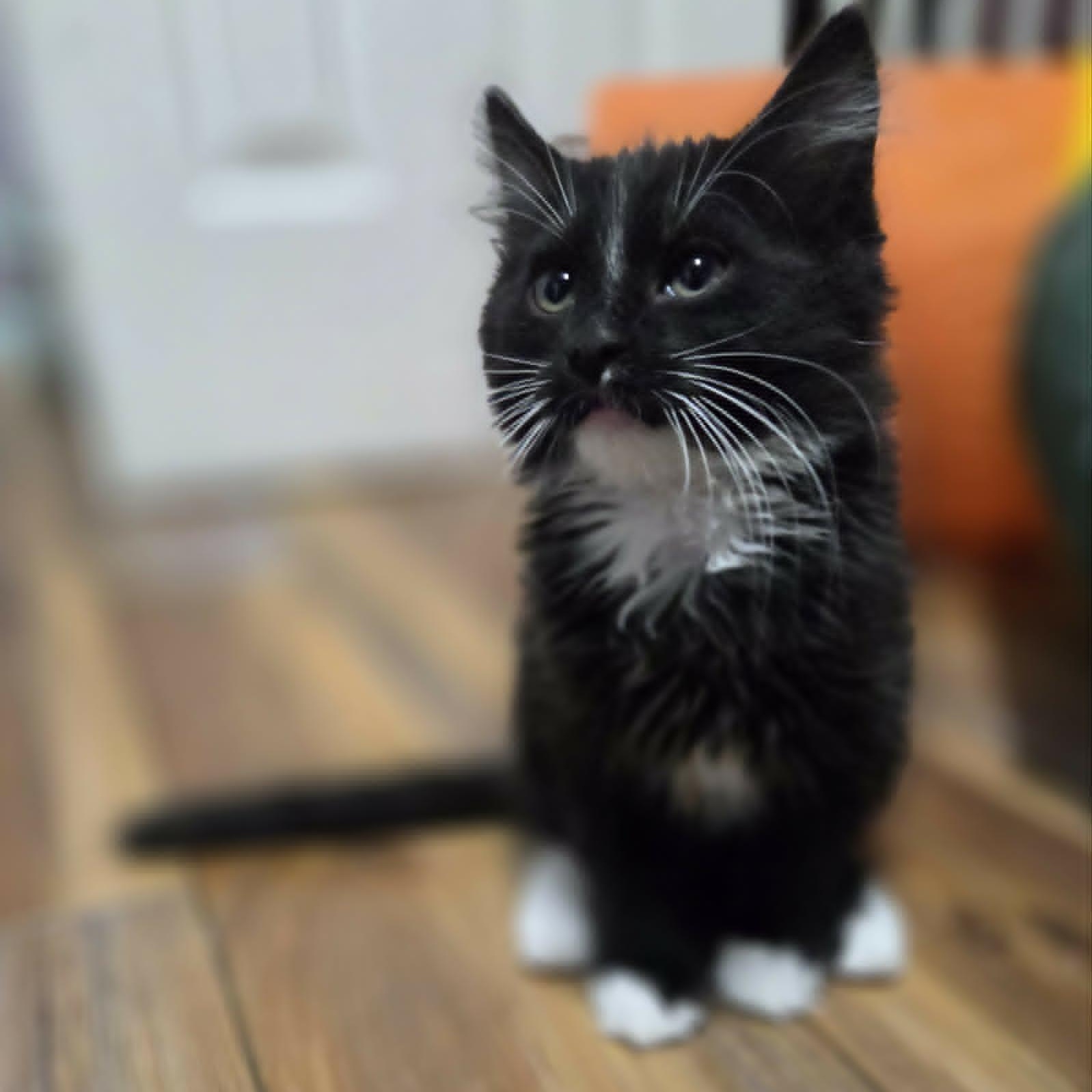 FALCON, a ADOPTABLE Domestic Medium Hair in Loveland, CO image 1/5