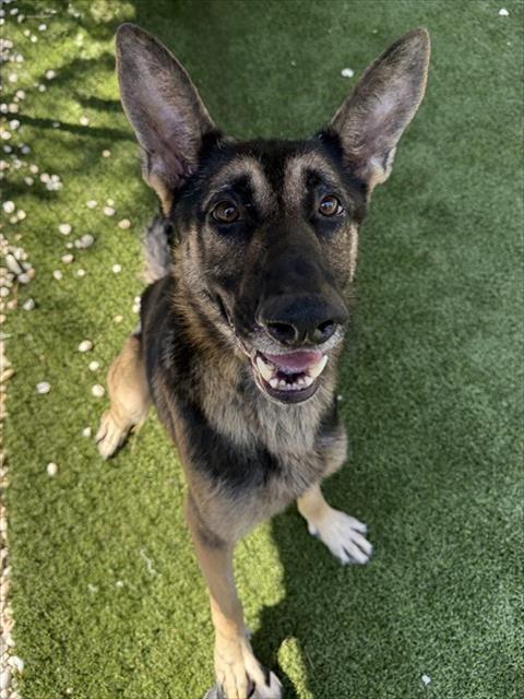 SNICKERS, Adoptable, Adult Male German Shepherd Dog.