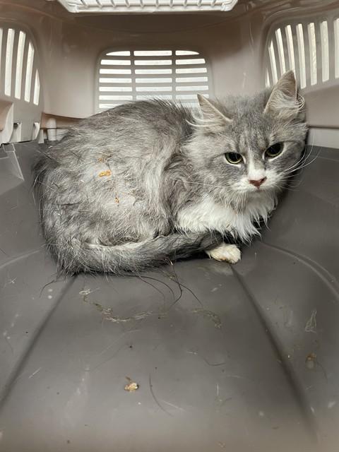 Enlarge MATTIE, a Adoptable Domestic Medium Hair in Lees Summit, MO image 1/1